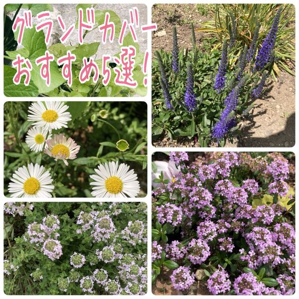 グランドカバー 小さな苗 5株 宿根草 株分け苗 黄色 白 耐寒性