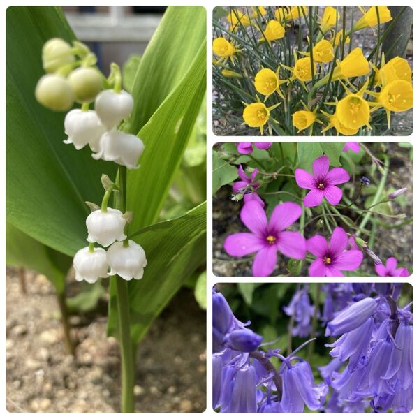 小さな苗 宿根草 株分け苗 球根 抜き苗すずらん オキザリス ペチコート水仙 釣鐘草水仙