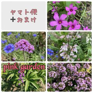 小さな苗 5苗 宿根草 株分け苗 ピンク 淡いピンク 一年草 多年草 抜き苗