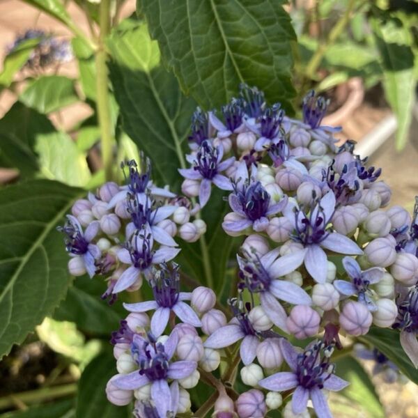 挿し穂 3本 碧の瞳 常山紫陽花 斑入り 紫陽花 アジサイ あじさい ヤマト便