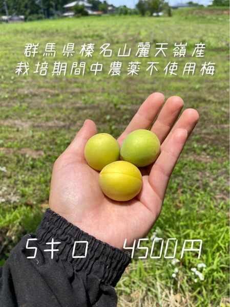 【朝取り】群馬県産 榛名山麗 栽培期間中農薬不使用梅 白加賀5kg