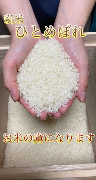 玄米10キロ ひとめぼれ 一等米 埼玉県熊谷産 専業農家 白米にもできます!