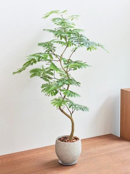入手困難・観葉植物、小笠原諸島父島のネムノキ(エバーフレッシュ)の種・10粒