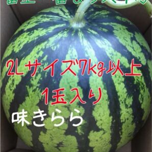 富里1番なりスイカ味きらら2Lサイズ1玉入り
