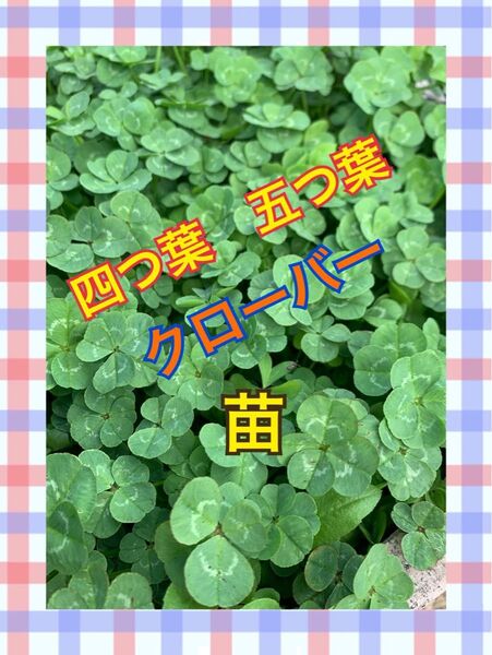 四つ葉 五つ葉 クローバー 苗 一ポット分