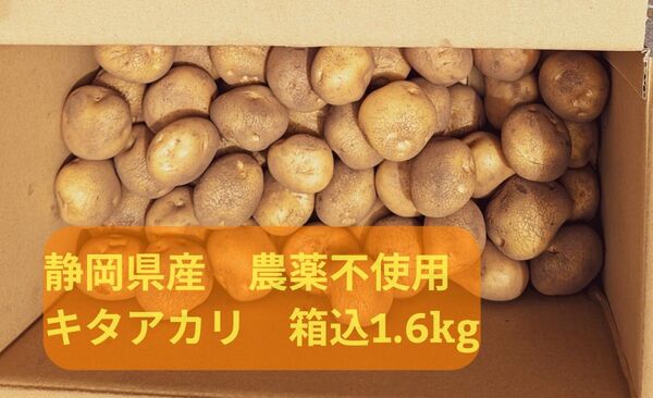 静岡県産 農薬不使用 新じゃが芋 キタアカリSサイズ 箱込み1.6kg