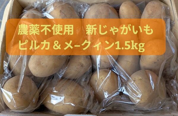 静岡県産 農薬不使用 新じゃがいも ピルカ&メ−クィン 箱込み1.5kg