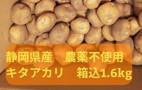 静岡県産 農薬不使用 新じゃが芋 キタアカリSサイズ 箱込み1.6kg