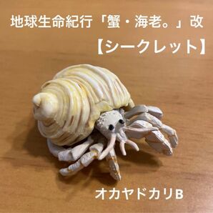 地球生命紀行 「蟹・海老。」改 【オカヤドカリB】シークレット