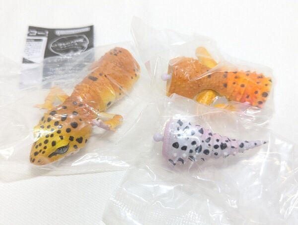 いきもの大図鑑 レオパードゲッコー タンジェリン