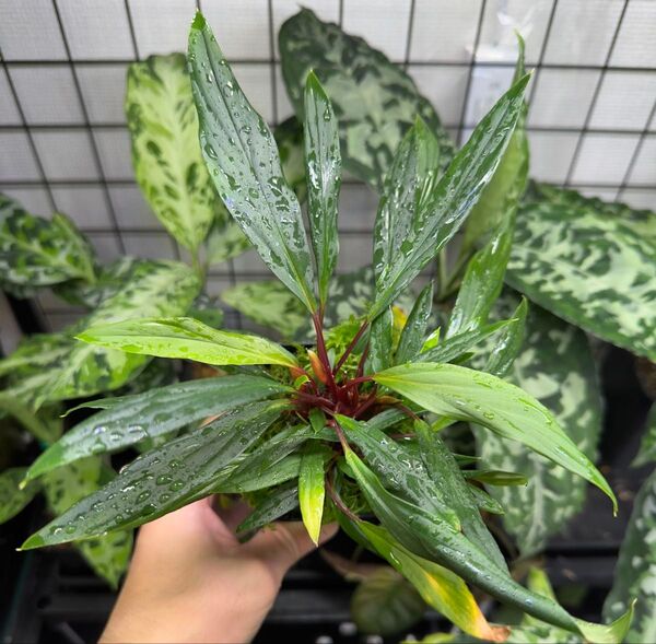 LA便ホマロメナハイブリッド Homalomena. PNx1000 LA-hyb.23-11 子株