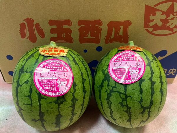 大栄あるときは大栄で 鳥取大栄小玉西瓜ピノガール2玉です 3800gほど