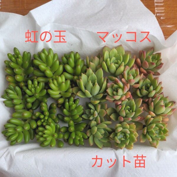 多肉植物 カット苗 詰め合わせ 虹の玉 マッコス 短期間出品