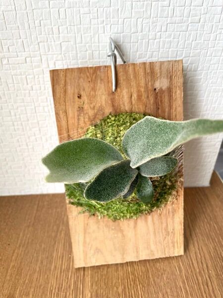 P ビカクシダ Platycerium Hakuna Matata pop