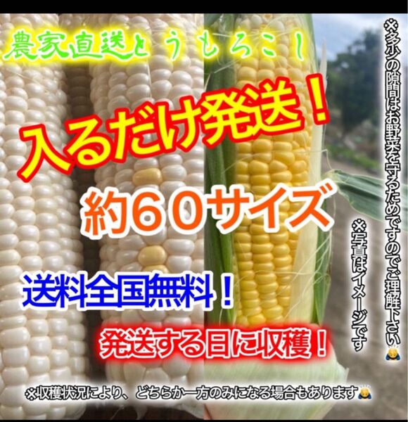 農家直送とうもろこし約60サイズ入るだけ! 期間限定販売!
