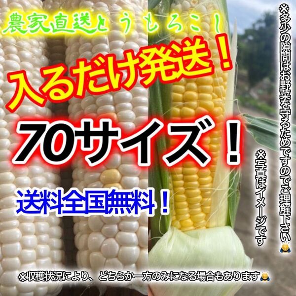 農家直送とうもろこし約70サイズ入るだけ! 期間限定販売!