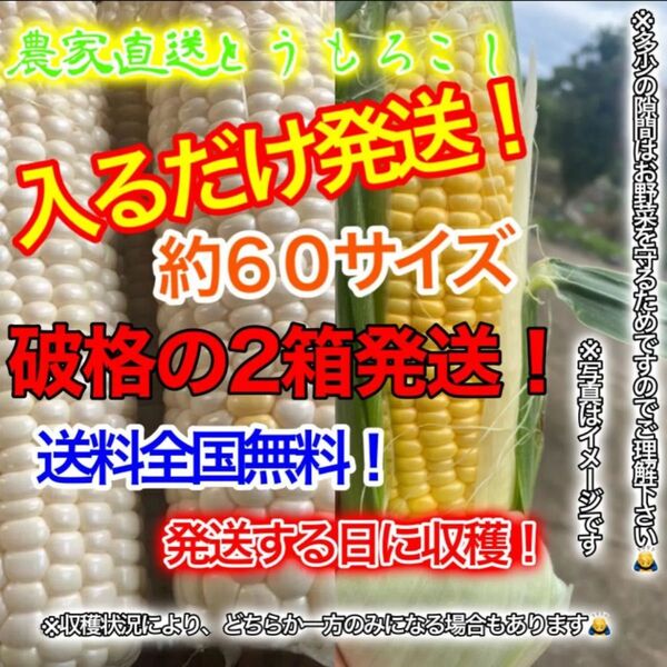 農家直送とうもろこし約60サイズ入るだけ!2箱!破格! 期間限定販売!