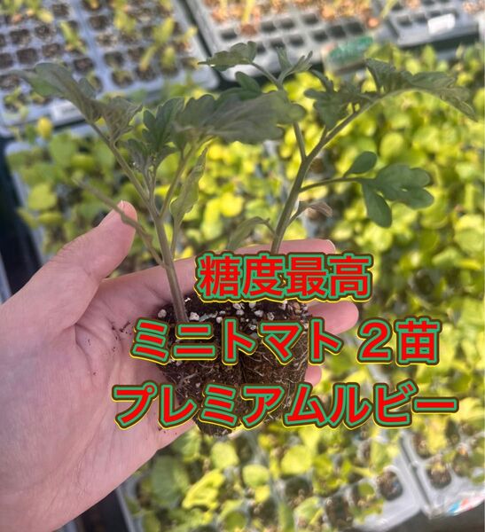 糖度最高ミニトマト苗 2苗 プレミアムルビー