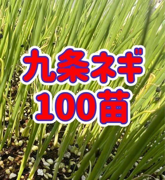 九条ネギ苗 100本家庭菜園 プランターok