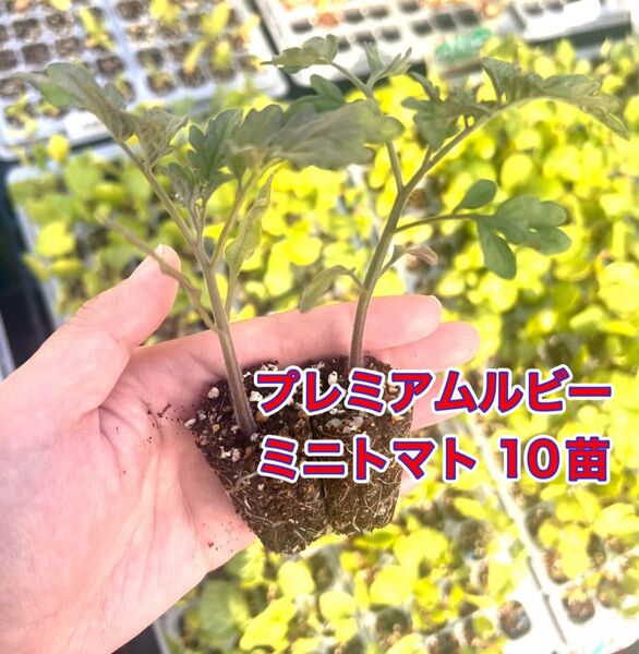 プレミアムルビーミニトマト苗10個家庭菜園 プランターok