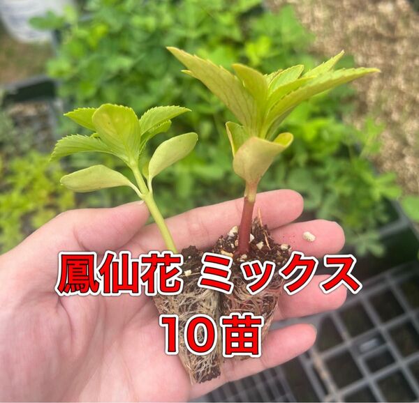 鳳仙花 苗 10個セット ほうせんか家庭菜園 プランターok