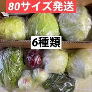無農薬野菜キャベツレタス玉ねぎサニーレタス青紫蘇77サイズ段ボール詰め合わせ