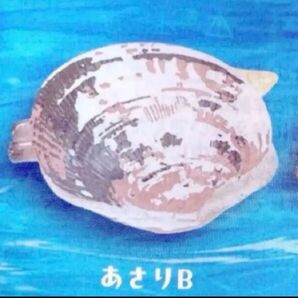 あさりB ガチャガチャ 貝水鉄砲〜あさり〜 ガチャ 貝型水鉄砲