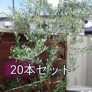 増量!オリーブ「ミッション&ネバディロブランコ」挿し穂混合20本+おまけ