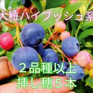 美味しい果実☆大粒ハイブッシュ系ブルーベリーの挿し穂2品種以上混合5本+おまけ