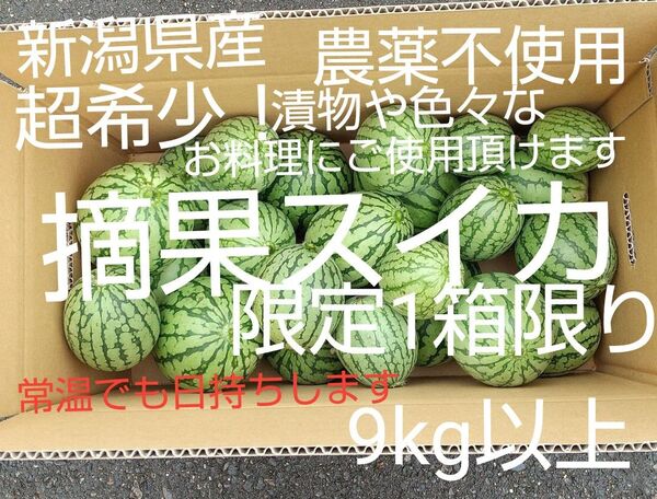 6/27迄!無農薬!新鮮!摘果スイカ9.0kg以上超お買い得!限定1箱限り!漬物用