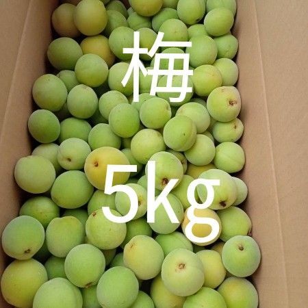 梅 家庭用 5㎏