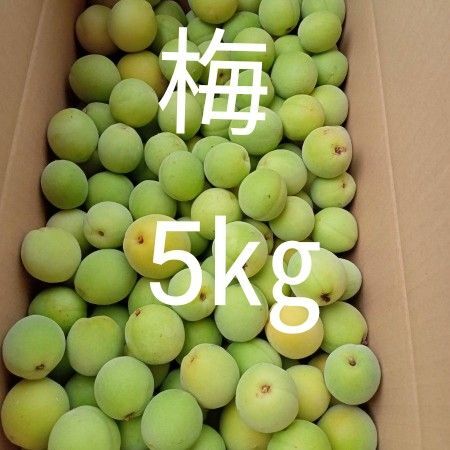 梅 家庭用 5㎏