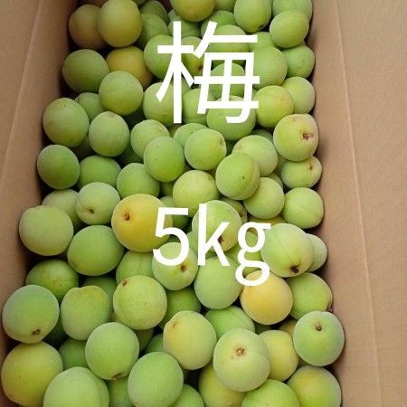 梅 家庭用 5㎏