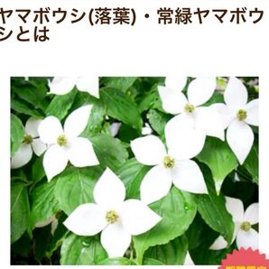 ヤマボウシ☆2年目☆苗 1本 白