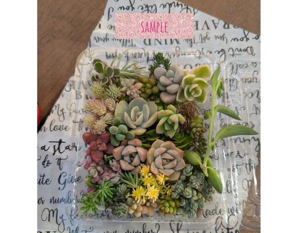可愛い寄せ植え多肉植物