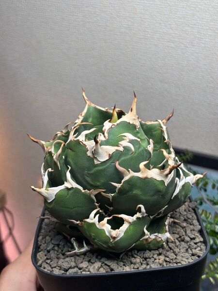 アガベ チタノタ 白鯨 まん丸 ボールタイプ agave 強棘
