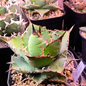 アガベ チタノタ ハデス 大株 プレステラ120 agave titanota アガベ