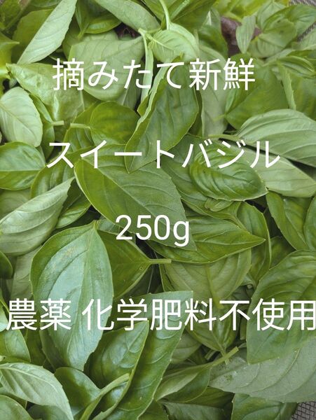 バジル スイートバジル バジルの葉 無農薬 化学肥料不使用 250g