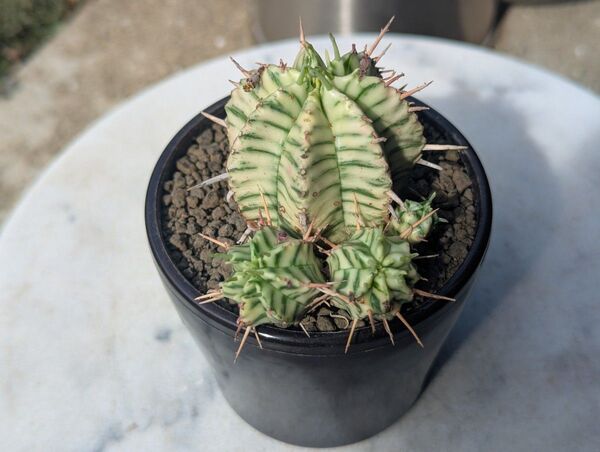 ユーフォルビア メロフォルミス錦 カキ仔 オベサ バリダ ホリダ