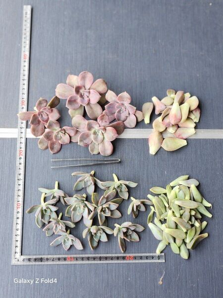 パープルディライト 桜ぼたんカット苗 葉挿し 大量