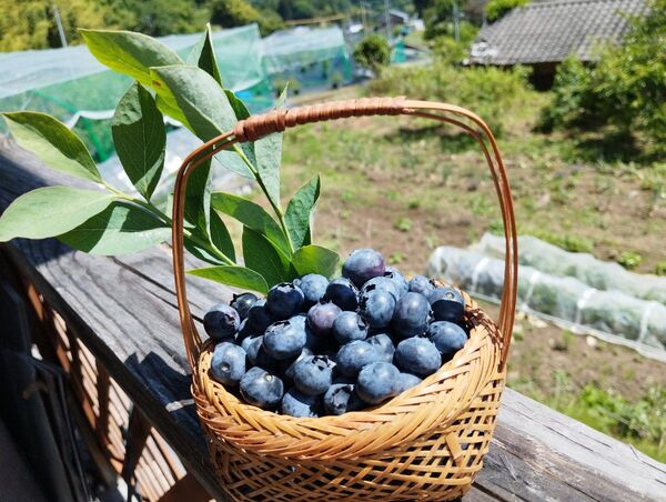 南信州産 ブルーベリー800g 無農薬、無消毒