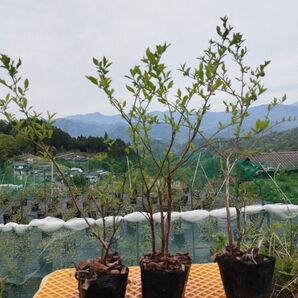 ブルーベリー苗木 3年生 6鉢