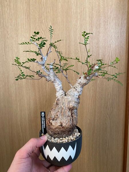 鉢込み発送!! 良株 オペルクリカリア パキプス 白肌 発根済み valiem 塊根植物 コーデックス Operculicarya
