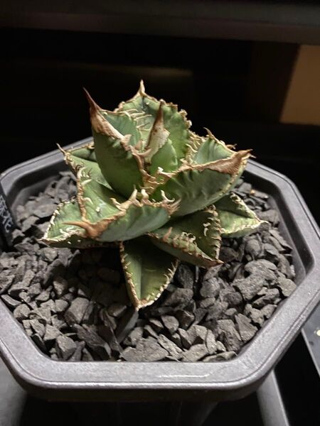 アガベ チタノタ 麻花 麻花龍 天芽出品