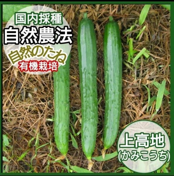 きゅうり 上高地 無農薬の種 たね きゅうりの種 家庭菜園 プランター 国内採種 自然農法 自然のたね 野菜の種 種 10粒
