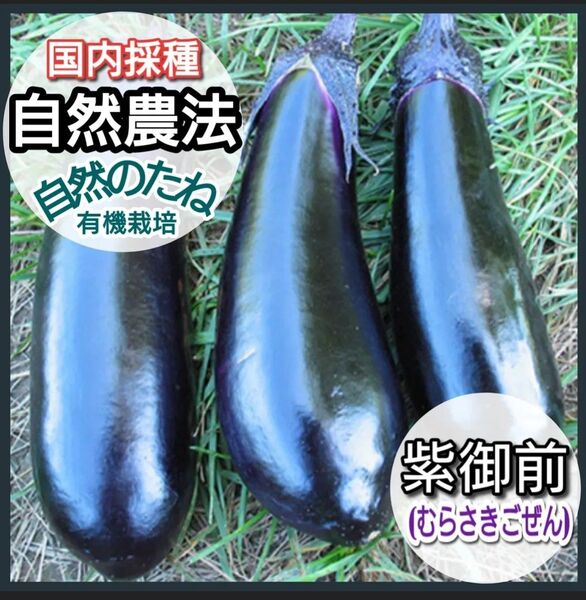 紫御前 むらさきごぜん 種 野菜の種 タネ ナスの種 自然農法 国内採種 有機栽培 なす 家庭菜園 茄子 身体に安心 10粒