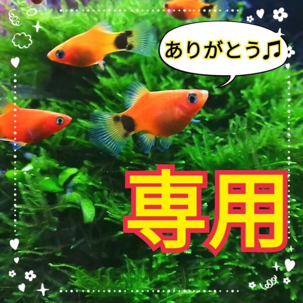 3個 南米ウィローモス ちょっと大きめ 三角シェルター 水草 隠れ家 稚エビ グッピー メダカ 水槽 レイアウト 模型 オブジェ