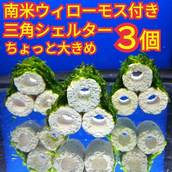 3個 南米ウィローモス ちょっと大きめ 三角シェルター 水草 隠れ家 稚エビ グッピー メダカ 水槽 レイアウト 模型 オブジェ