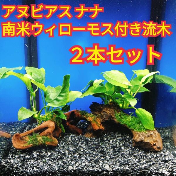 A アヌビアスナナ 南米ウィローモス アク抜き 流木 無農薬 エビ グッピー メダカ ベタ 金魚 水槽 レイアウト テラリウム