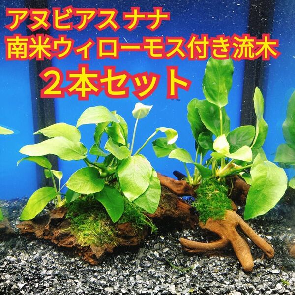B アヌビアスナナ 南米ウィローモス アク抜き 流木 無農薬 エビ グッピー メダカ ベタ 金魚 水槽 レイアウト テラリウム